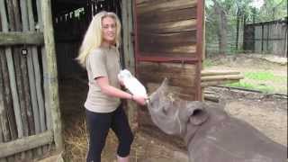 Learning How To Feed Ollie The Baby Rhino [upl. by Nnoryt626]