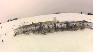 Flock of Snow Buntings in York Region [upl. by Ihab]