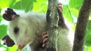 Opossum Where Art Thou Rescue Rehab and Release [upl. by Nahtaoj]