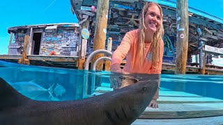 Hands on experience with the nurse sharks at Compass Cay Exuma [upl. by Siberson]