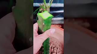 Useful tips for cactus 🪴 cacti plants cactusflower cactus [upl. by Rosati323]