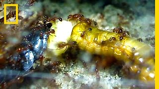 Watch Cockroach ‘Gives Birth’ While Being Devoured By Fire Ants  National Geographic [upl. by Natascha52]