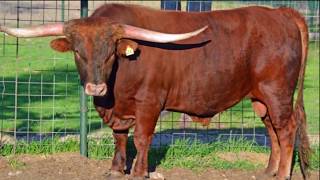 Texas Longhorns SR Clout 466 Herd Sire Birth To Breeding  Struthoff Ranch [upl. by Kalila]