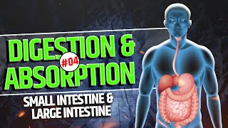 4Small Intestine  Large Intestine  Digestion and Absorption  Digestive System  NEET  Class 11 [upl. by Leggat551]