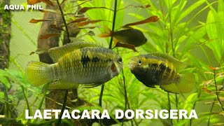 LAETACARA DORSIGERA [upl. by Cheri883]