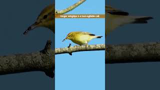 The Willow Warblers Twosyllable Call  Bird Sounds shorts [upl. by Ydnim908]