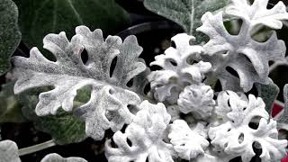 Dusty Miller plant Silver ragwort Jacobaea maritima [upl. by Acsirp564]