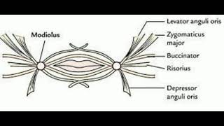 Modiolus  Facial anatomy [upl. by Atikahs934]