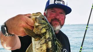 Calico Bass on the ARTINA off La Jolla July 13th 2024 [upl. by Weingarten]