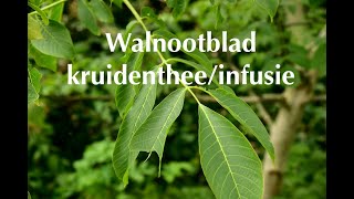 Walnootblad kruidentheeinfusie [upl. by Demaria]