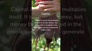 DEFINITION OF CAPITAL  BASIC ROOT KNOWLEDGE [upl. by Ariew366]