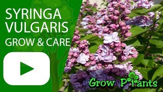 Syringa vulgaris  grow amp care Lilac plant [upl. by Ashia]