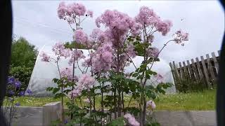 Best plant flowers to attract hoverflies  Giant Aquilegia Thalictrum aquilegifolium [upl. by Legna]