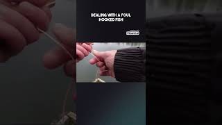 Foul Hooked Trout sportfishingonthefly fishing flyfishinglife [upl. by Eipper]