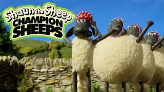 Synchronised Swimming 🏊 Championsheeps 🐑 Shaun the Sheep sport ShaunTheSheep [upl. by Anatnas]