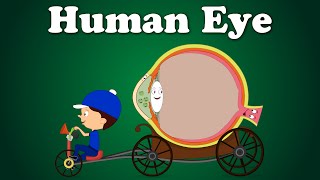 Human Eye  aumsum kids science education children [upl. by Trude]