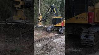 Tossing trees with a Feller Buncher work heavyequipment working machinery machine forestry [upl. by Kegan]