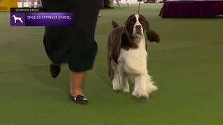 Spaniels English Springer  Breed Judging 2023 [upl. by Aicekat75]