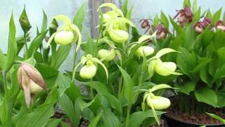 Cypripediums in pots [upl. by Tremayne30]