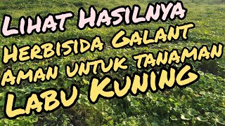 Herbisida ini aman untuk tanaman labu [upl. by Esli]