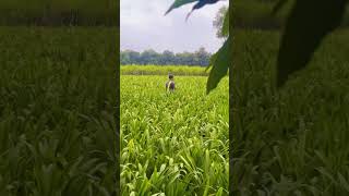 Crinum asiaticum flower lily farming nature villagevibes kheti organic flowers lilyflower [upl. by Mukund]