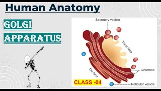 golgiapparatusgolgibodyprotein factory of cellanatomycellbiology [upl. by Barbara313]