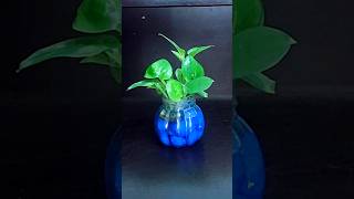 Pothos water propagation pothos houseplants pothospropagation indoorgardening shorts [upl. by Idnod]