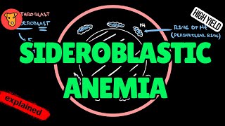 SIDEROBLASTIC ANEMIA Pathogenesis of clinical symptoms Etiology Treatment for USMLE [upl. by Woody]