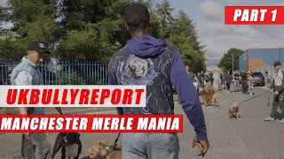 UK BULLY REPORTDog ShowMerle ManiaManchesterPt1 [upl. by Denoting628]