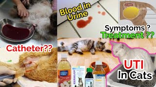 UTI in cats  UTI treatment  Cat Urinary Problem Treatment 100  Blood in urine of cat  UTI [upl. by Akcire]