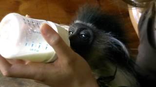 Betsy the colobus monkey [upl. by Groos282]