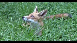 Farm Fox Last Video [upl. by Barnard]