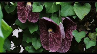 Characterization of Aristolochia indica L A Comprehensive Study on Pharmacognostic [upl. by Loleta529]