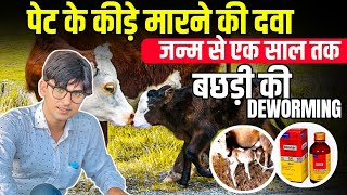 जन्म से 1 साल तक की बछड़ी की DEWORMING कैसे करें बछड़ी की DEWORMING SandeepDixitDairyFarm [upl. by Paquito]