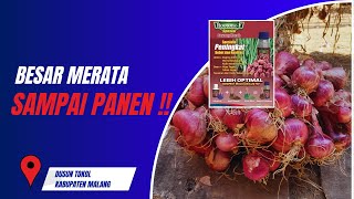 TESTIMONI PETANI BAWANG MERAH YANG MENGGUNAKAN ROOTONE F NBALANCER DI DESA TOKOL MALANG [upl. by Akino]