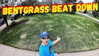 HOW TO GET RID OF BENTGRASS IN YOUR LAWN FOR BEGINNERS [upl. by Sherrie169]