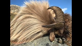 Himalayan Bull Tahr Hunt in South Island New Zealand [upl. by Britt548]