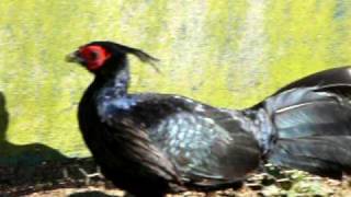 horsfields kalij pheasant pair at lindsay chrisps pheasantry [upl. by Younglove]