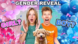 Puppy Gender Reveal So CUTE [upl. by Lorre48]