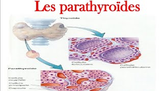 Glandes Parathyroïdes Histologie [upl. by Arymahs173]