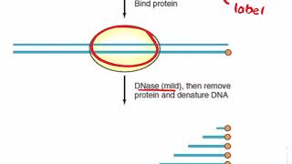 DNase Footprinting Assay [upl. by Lemmie761]