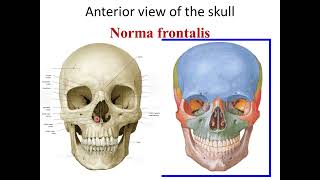 Norma frontalis of the skull [upl. by Friend]