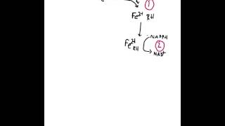 Biochemistry of cytochrome P 450 enzymes [upl. by Goodkin]