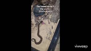 VENOMOUS SNAKE FEEDINGS CAUTION cobra rattlesnake snakes snake livefeeding reptile herp [upl. by Madonia]