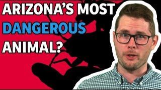 What are Arizonas most Dangerous Animals [upl. by Ettennaj314]