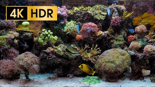 Coral Reef Aquarium  4K HDR 60 fps  no loop [upl. by Ferrell]