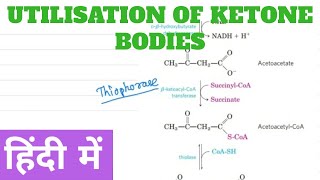 Utilization of Ketone Body in Hindi [upl. by Aititil]