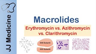 Macrolides Azithromycin Erythromycin  Bacterial Targets Mechanism of Action Adverse Effects [upl. by Kolodgie]