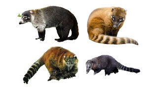 4 Types of Coati  Coatis of the World  Family Procyonidae Genus Nasua amp Nasuella coati [upl. by Orutra]