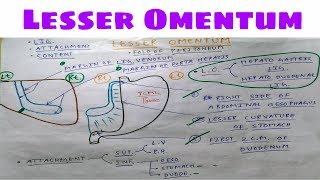 Lesser Omentum Anatomy  Part 1  Ligament and Attachment  The Charsi of Medical Literature [upl. by Gwenn375]